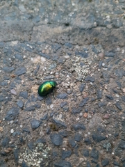 Chrysolina herbacea