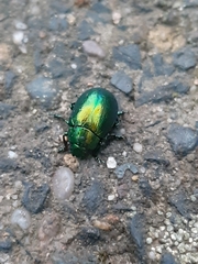 Chrysolina herbacea