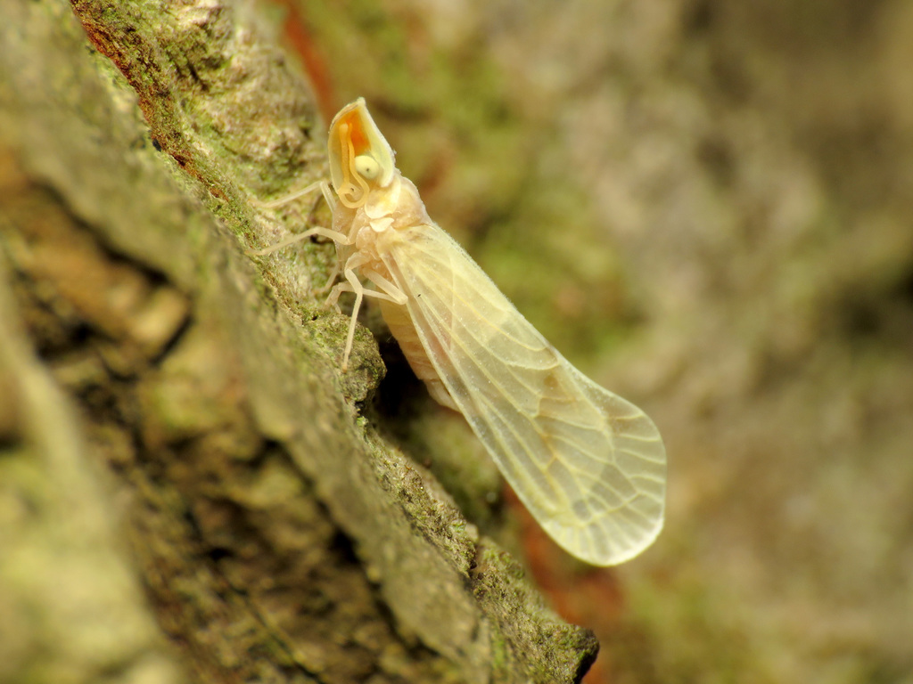 Otiocerus kirbyii