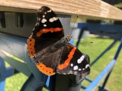 Vanessa atalanta