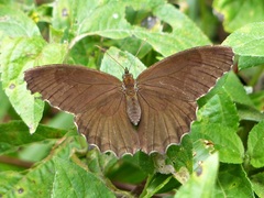 Praepedaliodes phanias