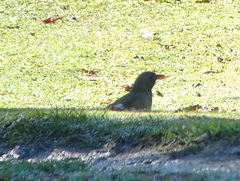 Turdus olivaceus culminans
