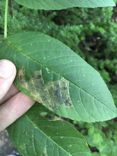 Lilac Leafminer Moth photo 5