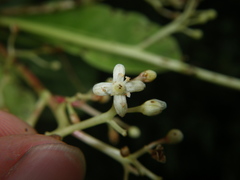 Buchanania arborescens