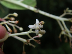 Buchanania arborescens