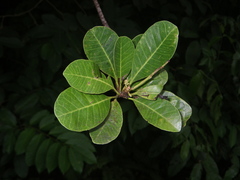 Buchanania arborescens