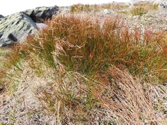 Oreojuncus trifidus
