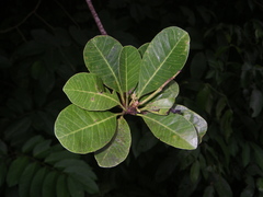 Buchanania arborescens