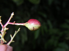 Buchanania arborescens