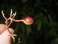 Buchanania arborescens
