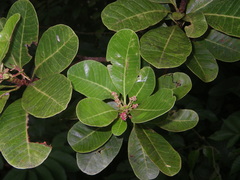 Buchanania arborescens