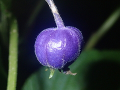 Lobelia physaloides