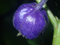 Lobelia physaloides