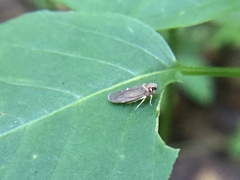 Synecdoche impunctata