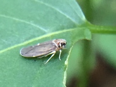 Synecdoche impunctata