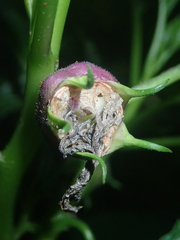 Lobelia physaloides