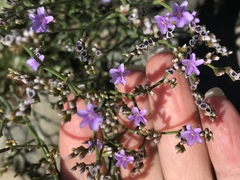 Limonium ramosissimum