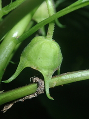 Lobelia physaloides