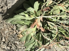 Limonium ramosissimum
