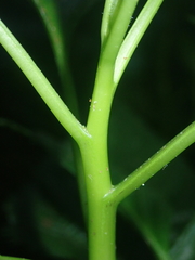 Lobelia physaloides