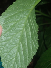 Lobelia physaloides