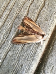 Cucullia convexipennis