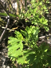 Pelargonium ternatum