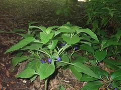 Lobelia physaloides