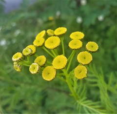 Tanacetum vulgare