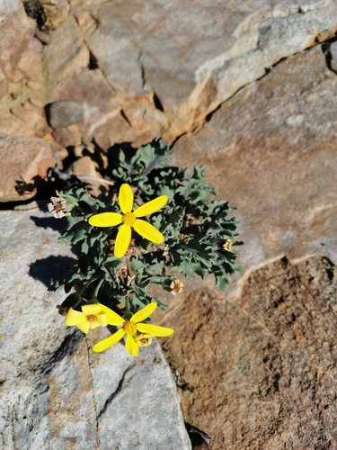 Othonna pumilio