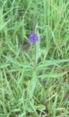 Stachytarpheta angustifolia