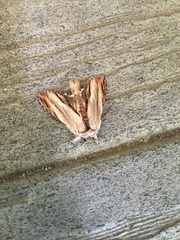 Cucullia convexipennis