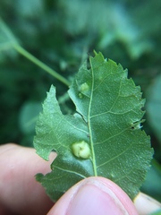 Phylloxera williamsi