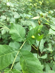 Phylloxera williamsi