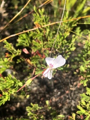 Pelargonium ternatum