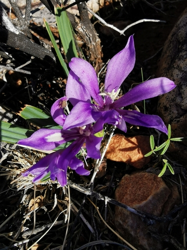 Babiana cuneata