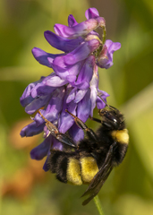 Bombus terricola image