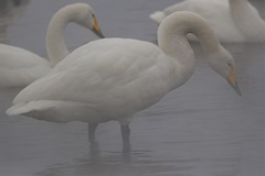 Cygnus cygnus