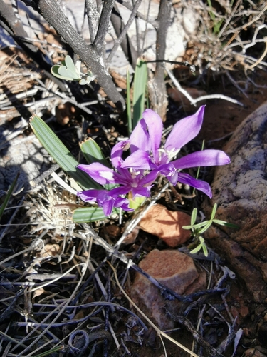 Image of Babiana cuneata by no rights reserved