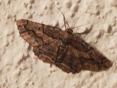 Menophra japygiaria