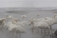 Cygnus cygnus