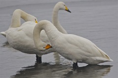 Cygnus cygnus
