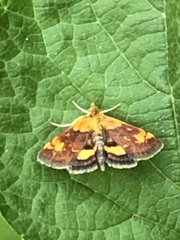 Pyrausta aurata
