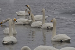 Cygnus cygnus