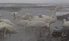 Cygnus cygnus
