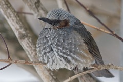 Hypsipetes amaurotis