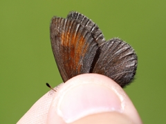 Erebia epiphron