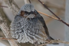 Hypsipetes amaurotis