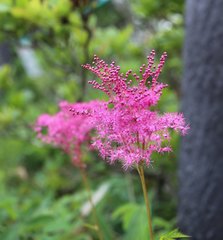 Filipendula multijuga ciliata