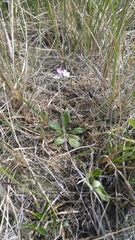 Primula incana